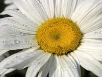 Margerite mit Regentropfen